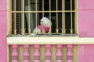 Фотография под названием "Pink Dog" - Uwe Bauch, Подлинное произведение искусства, Цифровая фотография