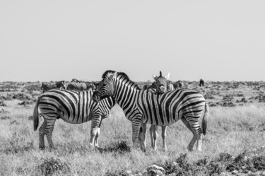 Fotografía titulada "Zebras-2033-SW" por Uwe Bauch, Obra de arte original, Fotografía digital