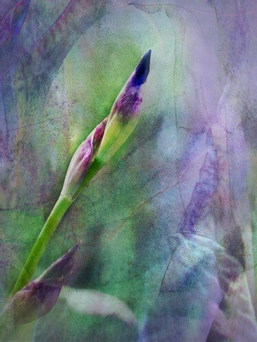Photographie intitulée "Iris" par Uwe Kobold, Œuvre d'art originale, Photographie manipulée