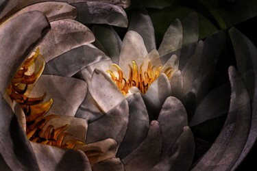 Fotografia intitolato "inside water lily" da Uwe Kobold, Opera d'arte originale, Fotografia digitale