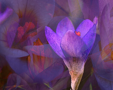 Fotografia intitolato "garden colors „croc…" da Uwe Kobold, Opera d'arte originale, Fotografia digitale