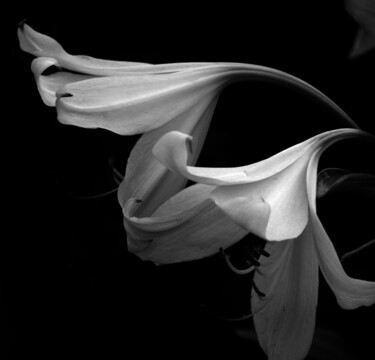Fotografie getiteld "lilies" door Vadim Bogdanov, Origineel Kunstwerk, Digitale fotografie