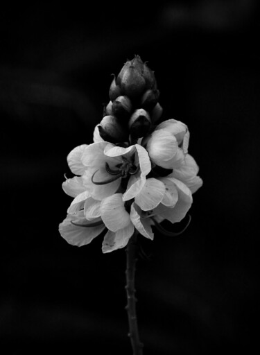 Photographie intitulée "Flower" par Vadim Bogdanov, Œuvre d'art originale, Photographie numérique