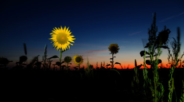 Fotografia intitolato "Sunflowers" da Vadim Fedotov, Opera d'arte originale, Fotografia digitale