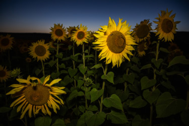 Fotografia intitolato "Sunflowers 2" da Vadim Fedotov, Opera d'arte originale, Fotografia digitale