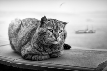 Fotografie mit dem Titel "Cat Bosphorus" von Vadim Fedotov, Original-Kunstwerk, Digitale Fotografie