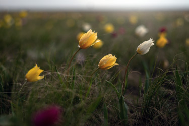 Fotografía titulada "Spring in the steppe" por Vadim Fedotov, Obra de arte original, Fotografía digital