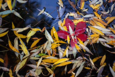 摄影 标题为“Autumn” 由Vadim Fedotov, 原创艺术品, 数码摄影