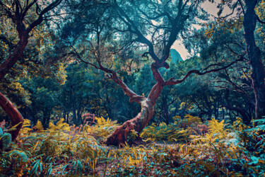 Fotografie mit dem Titel "Laurel tree in the…" von Val Thoermer, Original-Kunstwerk, Digitale Fotografie