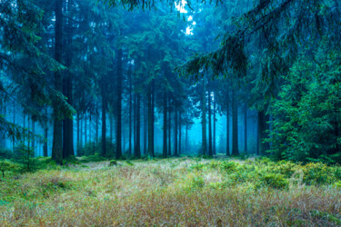 Photography titled "evergreen forest" by Val Thoermer, Original Artwork, Digital Photography