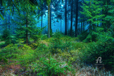 Fotografía titulada "evergreen forest II" por Val Thoermer, Obra de arte original, Fotografía digital
