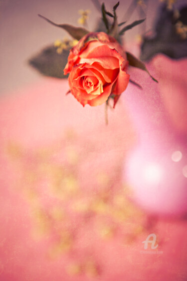 Фотография под названием "Rose 027" - Val Thoermer, Подлинное произведение искусства, Цифровая фотография