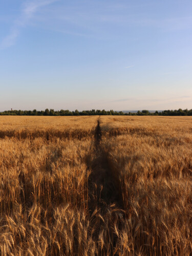 Photographie intitulée "Field and space" par Valeria Nikitina, Œuvre d'art originale, Photographie numérique