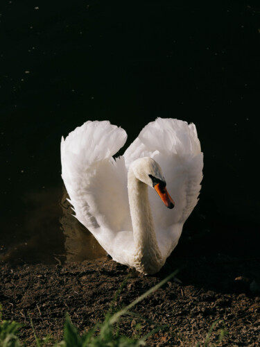 Photography titled "White swan" by Valeria Nikitina, Original Artwork, Digital Photography