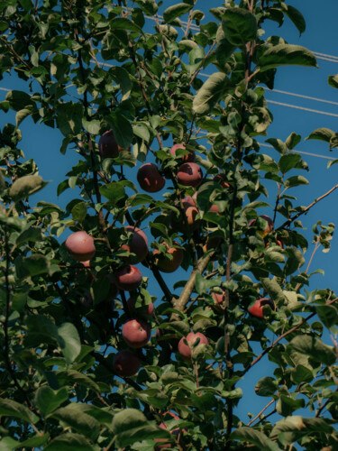 Photographie intitulée "Gifts of summer" par Valeria Nikitina, Œuvre d'art originale, Photographie numérique