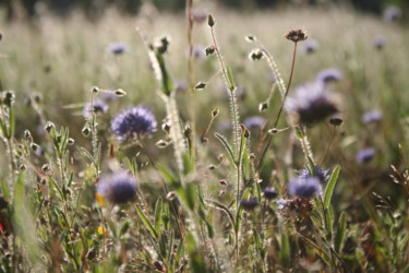 Photographie intitulée "Fleurs" par Valérian Martin, Œuvre d'art originale, Photographie non manipulée