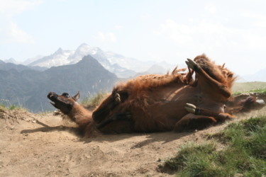 Photographie intitulée "Lama heureux" par Valérian Martin, Œuvre d'art originale, Photographie non manipulée