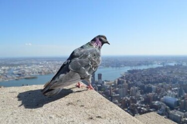 Photography titled "Pigeon NY" by Valériane, Original Artwork