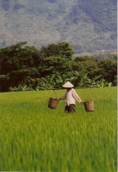 Fotografie mit dem Titel "Vietnam : Rizière" von Valériane, Original-Kunstwerk