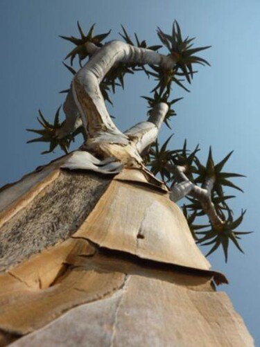 Photographie intitulée "Cactus" par Valériane, Œuvre d'art originale