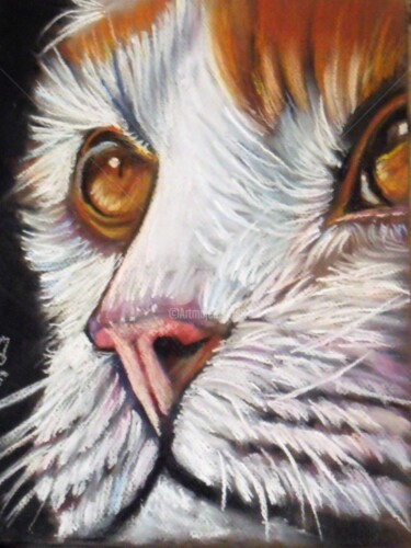 Peinture intitulée "Chat Choux" par Valérie Barrett, Œuvre d'art originale, Pastel