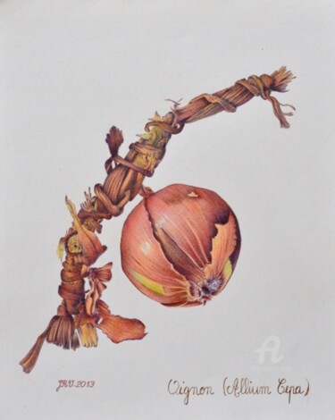 Рисунок под названием "L'oignon - Stylo bi…" - Valérie Jouffroy Ricotta, Подлинное произведение искусства, Шариковая ручка
