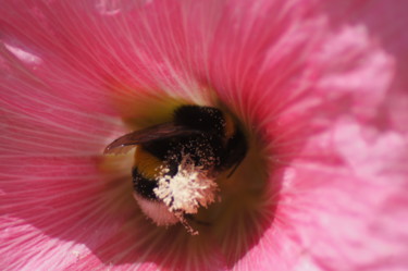Photographie intitulée "Pollen" par Valérie Rebourg, Œuvre d'art originale