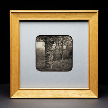 Photography titled "Pickelbaum - Daguer…" by Valerius Geng, Original Artwork, Analog photography Mounted on Cardboard