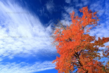 Fotografie mit dem Titel "Ciel et feuillage d…" von Valery Trillaud, Original-Kunstwerk, Nicht bearbeitete Fotografie