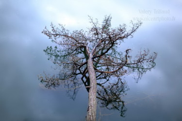 Photographie intitulée "arbre-a-l-eau.jpg" par Valery Trillaud, Œuvre d'art originale