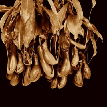 "Nepenthes alata" başlıklı Fotoğraf Van O tarafından, Orijinal sanat, Analog Fotoğrafçılık