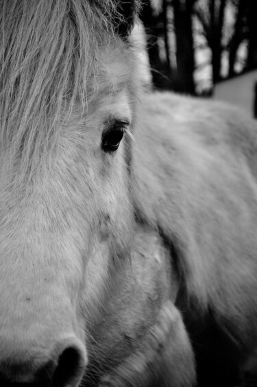 Photographie intitulée "Shetlander pony por…" par Vanja Rosenthal, Œuvre d'art originale, Photographie numérique