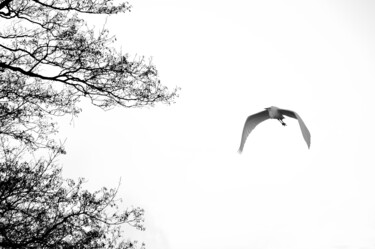 Fotografia intitolato "Flying Heron" da Vanja Rosenthal, Opera d'arte originale, Fotografia digitale