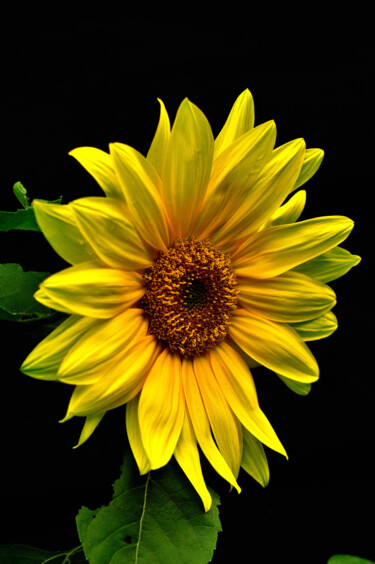 Photography titled "Sunflower" by Vanja Rosenthal, Original Artwork, Digital Photography
