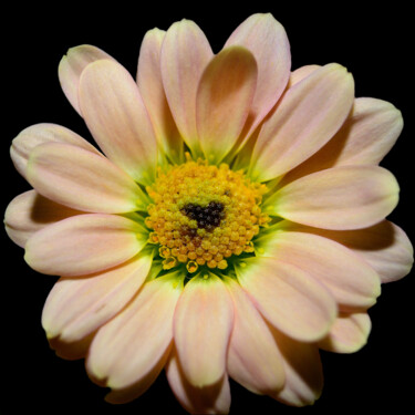 Fotografia zatytułowany „Flowerlove” autorstwa Vanja Rosenthal, Oryginalna praca, Fotografia cyfrowa