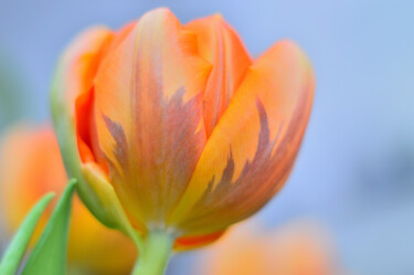 Fotografia zatytułowany „Tulip” autorstwa Vanja Rosenthal, Oryginalna praca, Fotografia cyfrowa