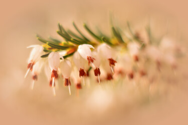 Photography titled "White flowers" by Vanja Rosenthal, Original Artwork, Digital Photography