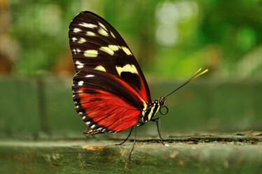 Fotografie getiteld "Red butterfly" door Vanja Rosenthal, Origineel Kunstwerk, Digitale fotografie