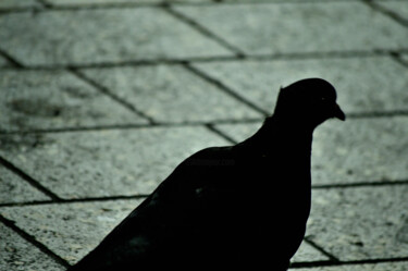 Fotografía titulada "Pigeon" por Vanja Rosenthal, Obra de arte original, Fotografía digital