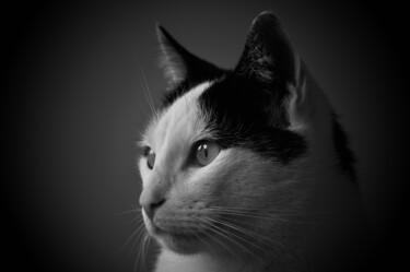 Fotografie getiteld "Portrait of a cat" door Vanja Rosenthal, Origineel Kunstwerk, Digitale fotografie