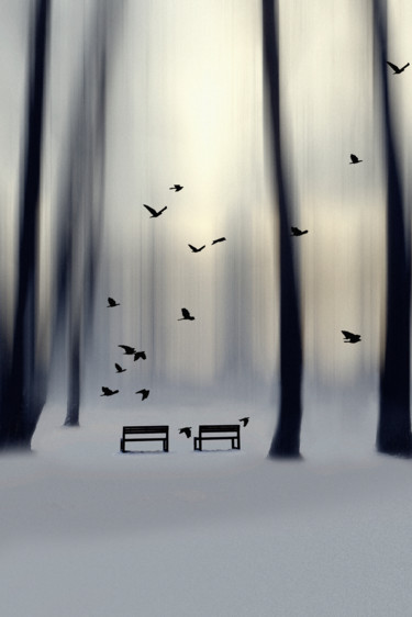 Фотография под названием "Winter forest" - Varvara Shtern, Подлинное произведение искусства, Цифровая фотография