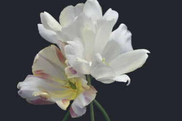 Photographie intitulée "Flower_19472" par Michael Vdovin, Œuvre d'art originale, Photographie numérique