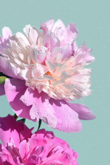 Photography titled "Flower_12201" by Michael Vdovin, Original Artwork, Digital Photography