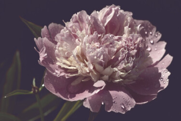 Photographie intitulée "Flower_18405" par Michael Vdovin, Œuvre d'art originale, Photographie numérique