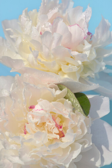 Photographie intitulée "Flower_10115" par Michael Vdovin, Œuvre d'art originale, Photographie numérique
