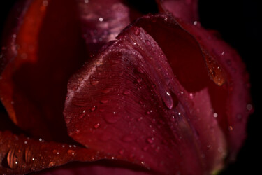 Photography titled "Flower_10177" by Michael Vdovin, Original Artwork, Digital Photography
