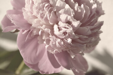 Фотография под названием "Flower_19597" - Michael Vdovin, Подлинное произведение искусства, Цифровая фотография