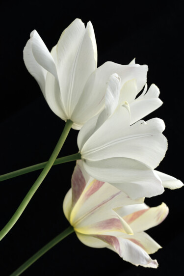 Fotografie getiteld "Flower_19482" door Michael Vdovin, Origineel Kunstwerk, Digitale fotografie