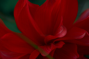 Photography titled "Flower_10373" by Michael Vdovin, Original Artwork, Digital Photography