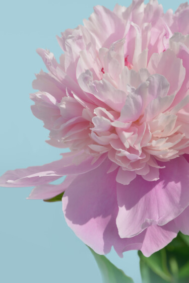 Photographie intitulée "Flower_19699" par Michael Vdovin, Œuvre d'art originale, Photographie numérique